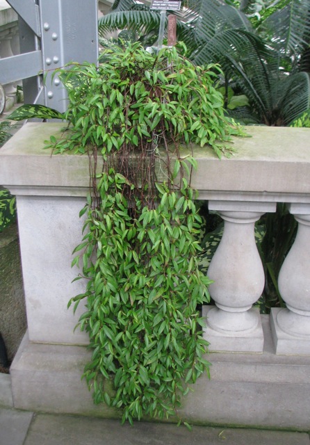 B. polygonoides